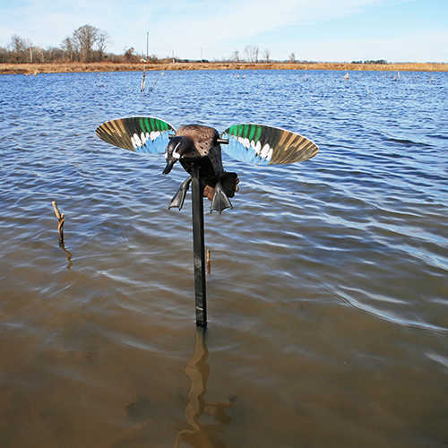 Mojo HW2475 Elite Series Blue Wing Teal Decoy