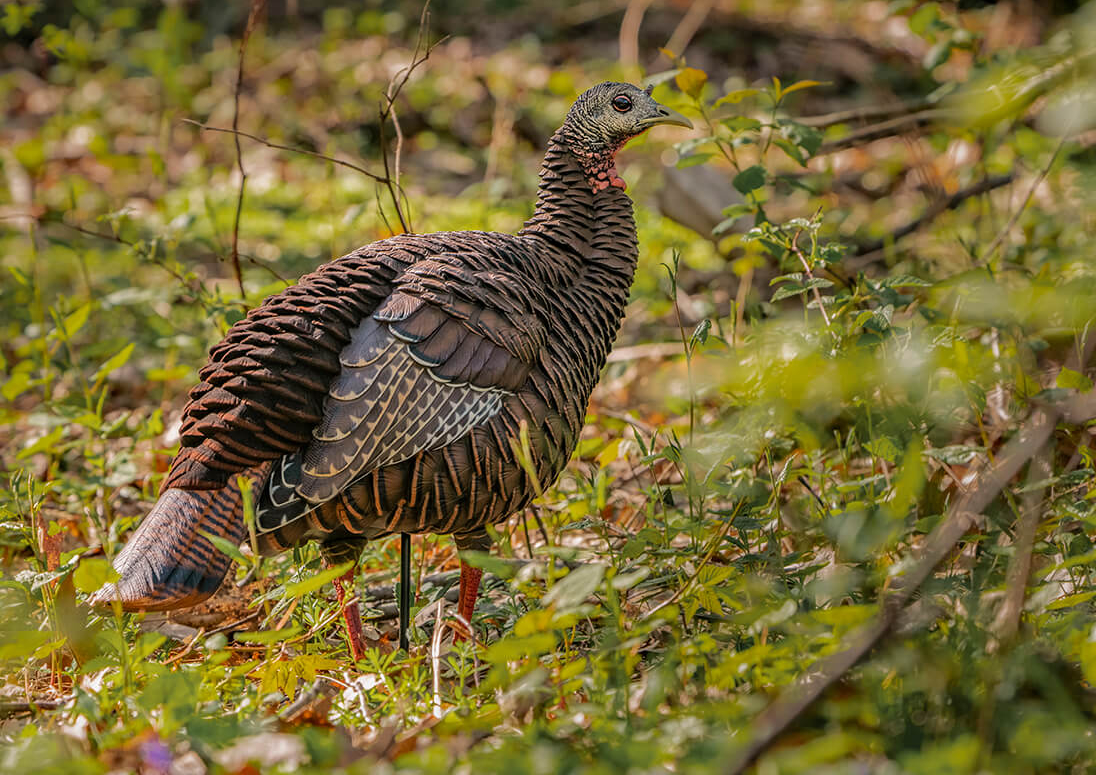 Avian X Decoy HDR Hen Turkey