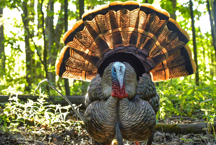 Avian X HDR Strutter Turkey Decoy