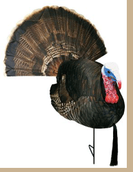 Carry-Lite HD Bob'N Tail Tom Turkey Decoy