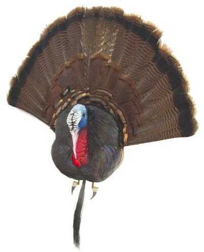 Cherokee Turkey Taxidermy Bust Model: MF9300