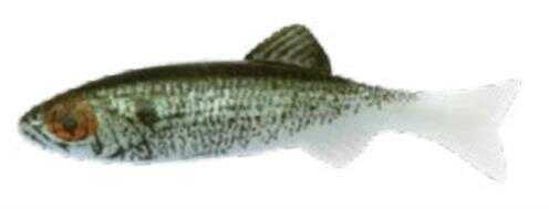 Renosky Keystone Jig Minnow 1/16Oz .75" 1 Rig Shad Model: KJM116-SD