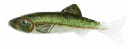 Renosky Keystone Jig Minnow 1/8Oz 2" 1 Rig Emerald Shiner Model: KJM118-ES