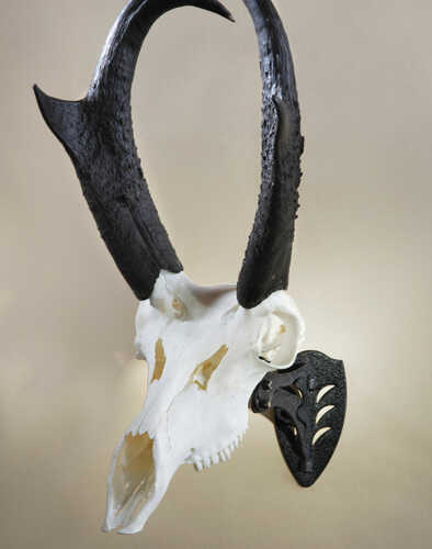 Skull Hooker Prong For Use with Little Hooker Table Hooker or Trophy Tree Black SKH-LHP-BLK