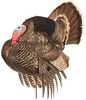 Dave Smith Decoy Strutter Model: STR