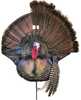 Montana Wiley Turkey Tom Folding Fan Decoy