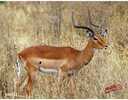 DuraMesh Archery Target Impala 25 in. x 32 in.