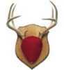 Gorilla Gear Trophy Antler Oak Mounting Kint