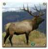 Arrowmat Foam Rubber Target Face - Elk 17''x17''