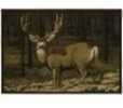 Custom Printed Rug Mule Deer Model: