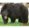 DuraMesh Archery Target Black Bear 25 in. x 32 in. Model: DM202