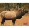 DuraMesh Archery Target Elk 1 25 in. x 32 in. Model: DM206