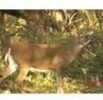 DuraMesh Archery Target Whitetail 3 25 in. x 32 in. Model: DM221