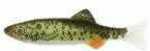 Renosky Keystone Jig Minnow 1/16Oz .75" 1 Rig Dace Model: KJM116-D