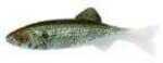 Renosky Keystone Jig Minnow 1/8Oz 2" 1 Rig Shad Model: KJM118-SD