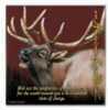 American Expedition Square Coaster - Elk