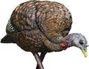 Avian X AVX-AVX8007 Lcd Feeder Hen Turkey Species Multi Color